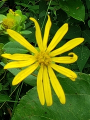 Silphium asteriscus latifolium