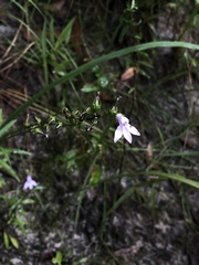 Image of Lobelia flaccidifolia