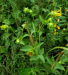 Silphium asteriscus latifolium