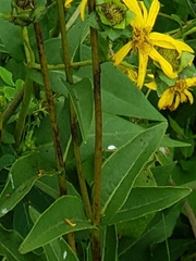 Silphium asteriscus latifolium