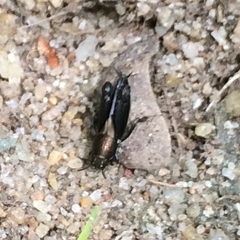 Tridactylidae