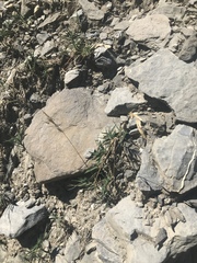 Trisetum distichophyllum