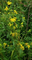 Silphium asteriscus latifolium