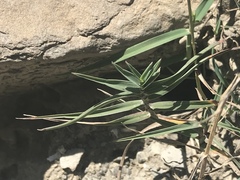 Trisetum distichophyllum