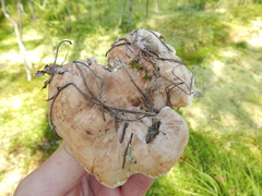 Phellodon fuligineoalbus