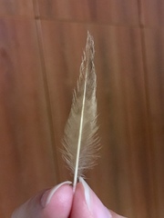 Galerida cristata meridionalis