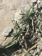 Trisetum distichophyllum