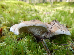 Phellodon fuligineoalbus