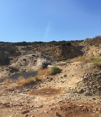 Galerida cristata meridionalis