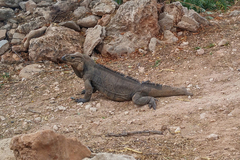 Cyclura cornuta cornuta