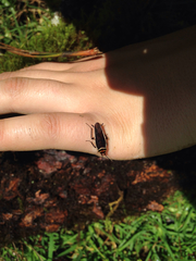 Pseudomops interceptus