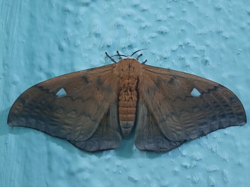 Pseudobunaea meloui