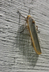 Sozusa scutellata