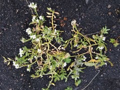 Cakile arctica