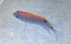 Stegastes adustus