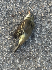 Empidonax flaviventris