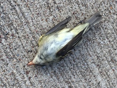 Empidonax flaviventris