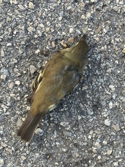 Empidonax flaviventris