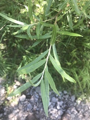 Salix eleagnos
