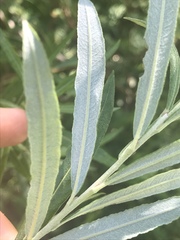 Salix eleagnos