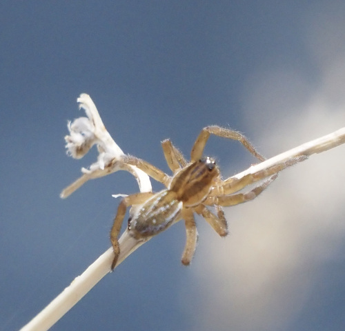 Pirate Otter Spider