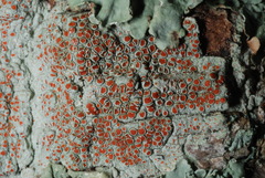 Haematomma persoonii