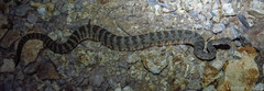 Crotalus tigris