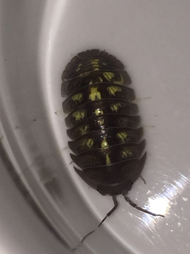 Armadillidium granulatum