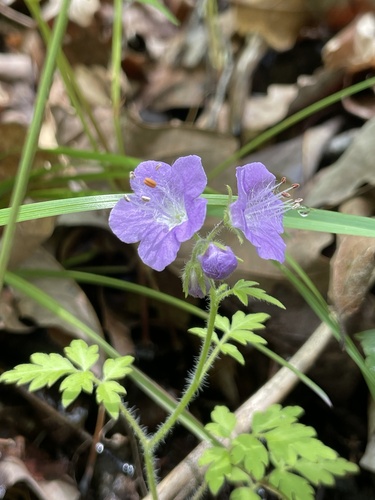 Fernleaf phacelia (Phacelia bipinnatifida)