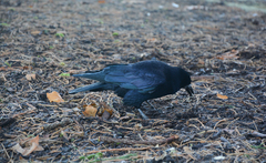 Corvus frugilegus