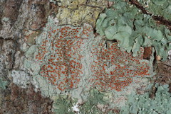 Haematomma persoonii