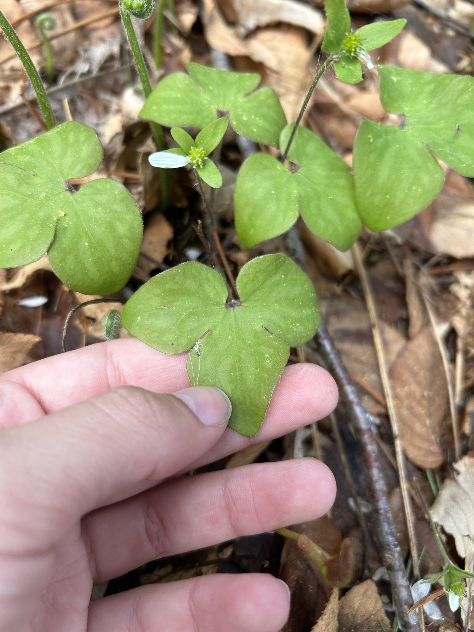 Intermediate Hepatica (Hepatica acutiloba)