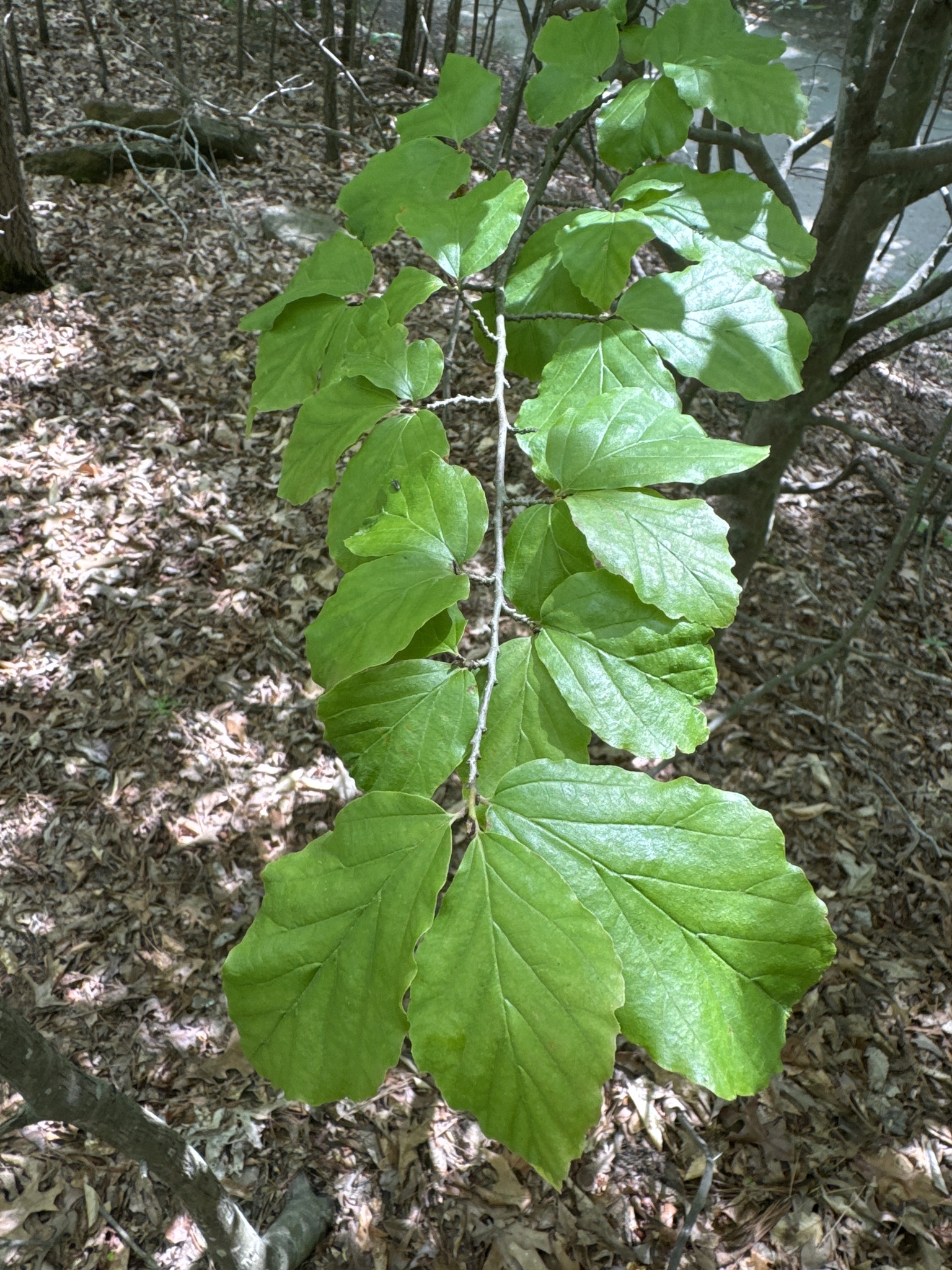 Persian Ironwood (Parrotia persica)