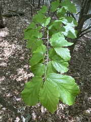 Bois De Perse (Parrotia persica)