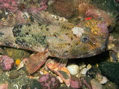 Channel Bull Blenny photo 1