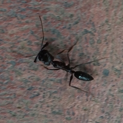 Odontomachus simillimus