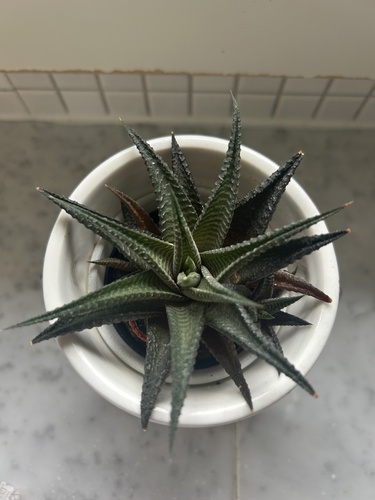 Haworthiopsis limifolia var. ubomboensis