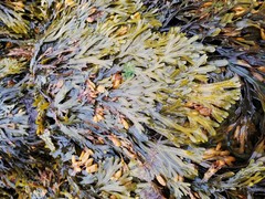 Fucus spiralis