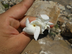 Mandevilla hypoleuca