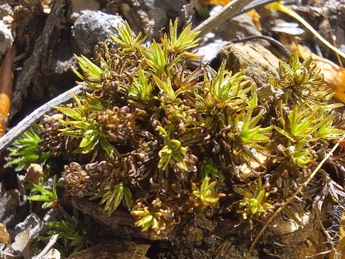 Image of Atrichum angustatum by (c) cigazze, some rights reserved (CC BY)