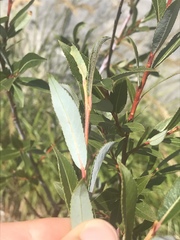 Salix daphnoides