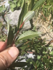 Salix daphnoides