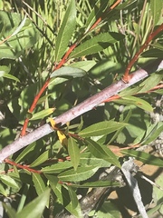 Salix daphnoides