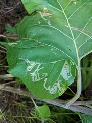 Phytomyza syngenesiae group