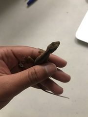 Anolis schiedii