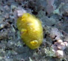 Doriopsilla pelseneeri