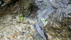 Hyla sarda
