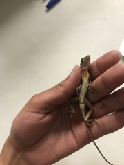 Anolis schiedii
