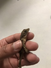 Anolis schiedii
