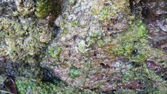 Hyla sarda